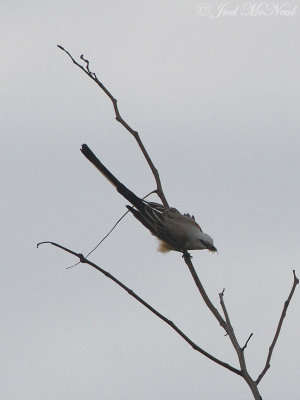 Scissor-tailed Flycatcher: Bartow Co., GA