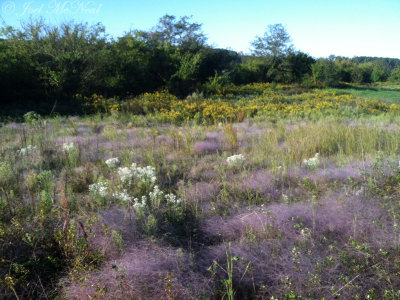 Muhly Grass Meadow: Bartow Co., GA