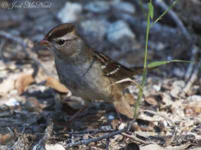 juv. White-crowned Sparrow: McIntosh Co., GA