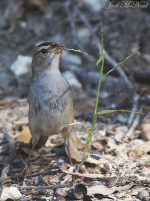 juv. White-crowned Sparrow: McIntosh Co., GA