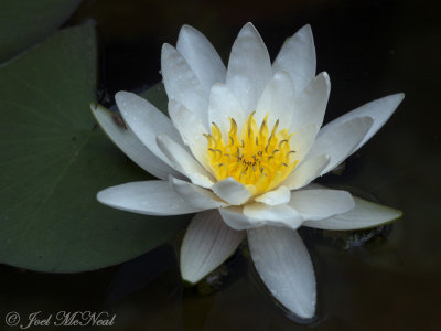 Fragrant Water Lily: Nymphaea odorata, Kennesaw State University, GA