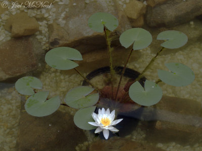 Fragrant Water Lily: Nymphaea odorata, Kennesaw State University, GA