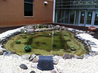 Courtyard pond: Kennesaw State University, GA
