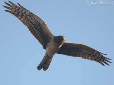 Northern Harrier: Bartow Co., GA