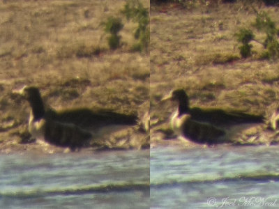 Greater White-fronted Goose: Bartow Co., GA