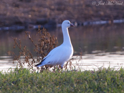 Ross's Goose: Bartow Co., GA