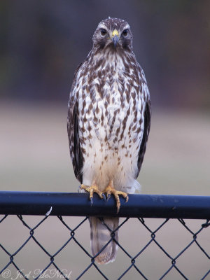 juv. Red-shouldered Hawk: Bartow Co., GA