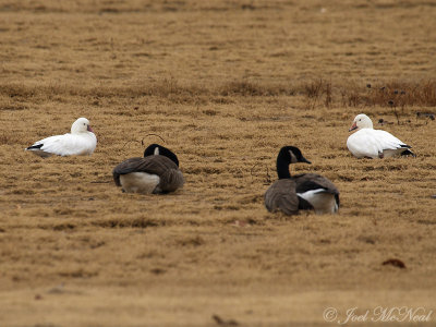 Snow & Ross's Goose with Canada Geese: Bartow Co., GA