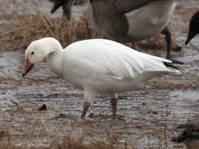 white phase Snow Goose: Bartow Co., GA