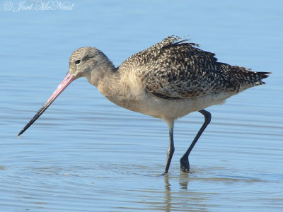 Marbled Godwit; Liberty Co., GA