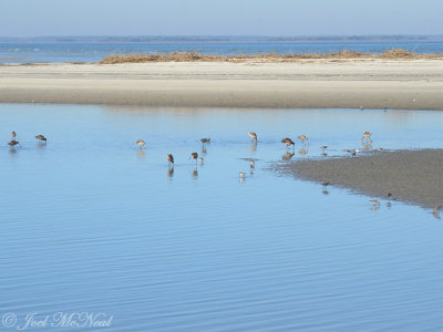 shorebirds at St. Catherines Island bar; Liberty Co., GA