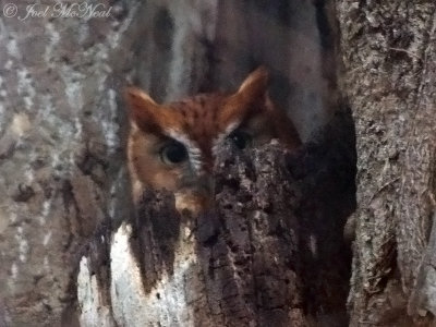 red phase Eastern Screech-Owl: Bartow Co., GA