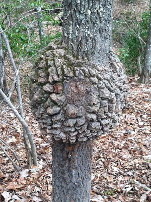 Symmetrical tree gall: Bartow Co., GA
