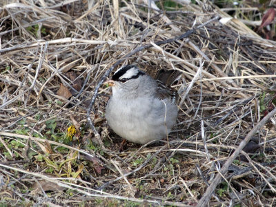 White-crowned Sparrow: Bartow Co., GA