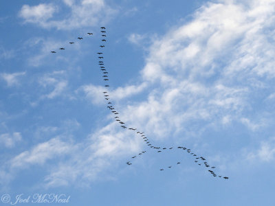 Sandhill Cranes flying in formation: Bartow Co., GA