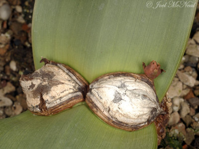 Welwitschia mirabilis: early strobilus formation