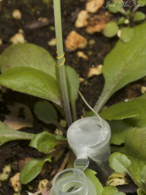 Cuscuta harperi seedling parasitizing Arabidopsis