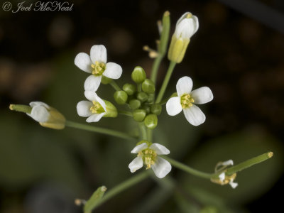 Mouse-ear Cress: Arabidopsis thaliana