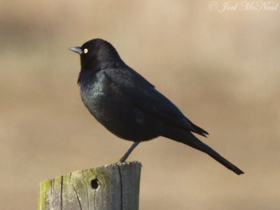 male Brewer's Blackbird: Bartow Co., GA