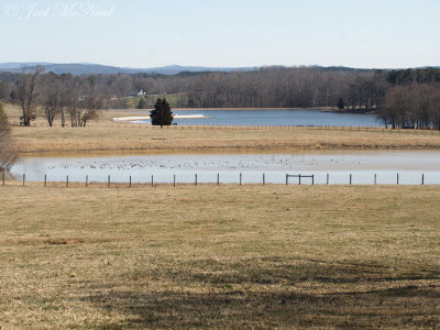 Bartow Co. farm ponds with 600+ waterfowl