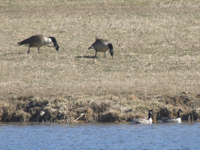 Richardson's Cackling Geese (Branta hutchinsii hutchinsii swimming below Canada Geese