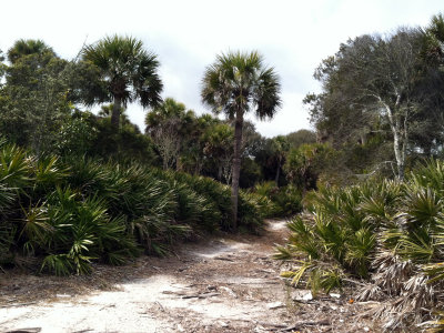 Saw & Cabbage Palmettos: St. Catherines Island, GA