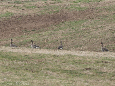 Greater White-fronted Geese: Bartow Co., GA