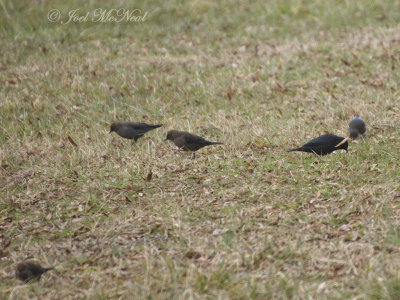 Rusty Blackbirds: Bartow Co., GA