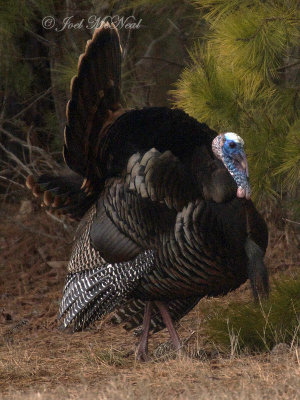 Wild Turkey: Bartow Co., GA