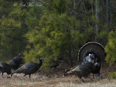 Wild Turkeys: Bartow Co., GA