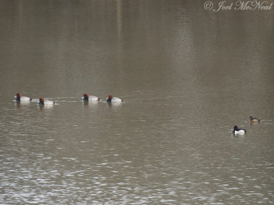Redheads & Ring-necked Ducks: Cobb Co., GA