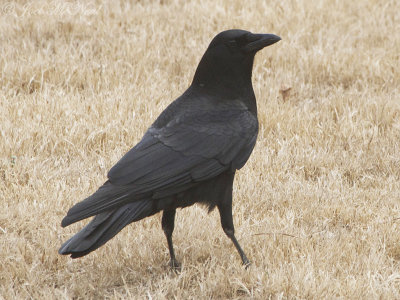American Crow: Corvus brachyrhyncos