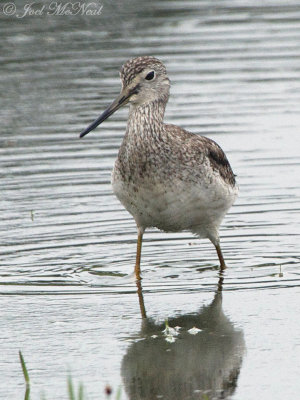 Greater Yellowlegs: Bartow Co., GA