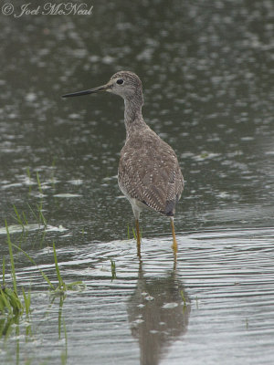 Greater Yellowlegs: Bartow Co., GA