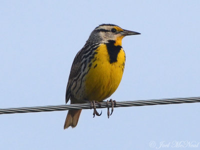 Eastern Meadowlark: Bartow Co., GA