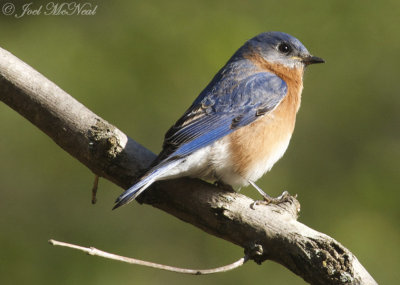 Eastern Bluebird: Bartow Co., GA