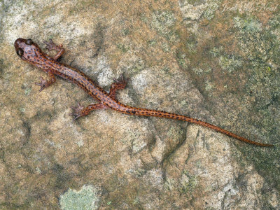 Cave Salamander: Eurycea lucifuga