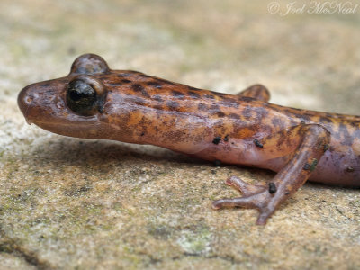 Cave Salamander: Eurycea lucifuga