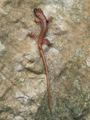 Cave Salamander: Eurycea lucifuga