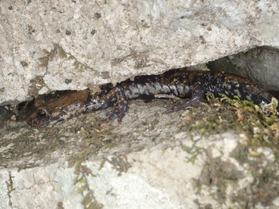 Pigeon Mountain Salamander: Plethodon petraeus, in rock crevice habitat