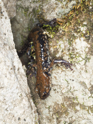 Pigeon Mountain Salamander: Plethodon petraeus, in rock crevice habitat