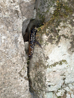 Pigeon Mountain Salamander: Plethodon petraeus, in rock crevice habitat