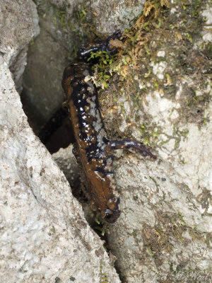 Pigeon Mountain Salamander: Plethodon petraeus, in rock crevice habitat