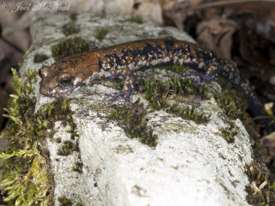 Pigeon Mountain Salamander: Plethodon petraeus