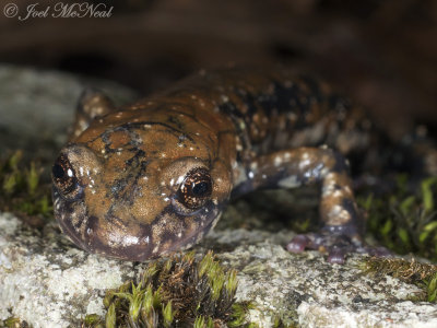 Pigeon Mountain Salamander: Plethodon petraeus