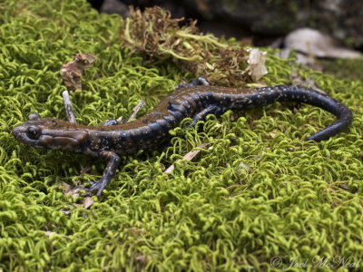 Pigeon Mountain Salamander: Plethodon petraeus
