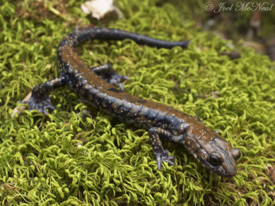 Pigeon Mountain Salamander: Plethodon petraeus