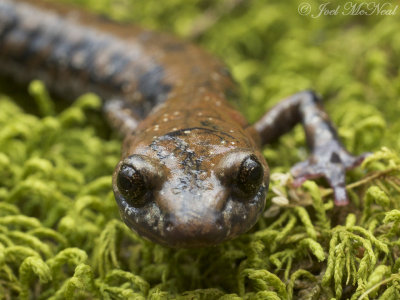 NW GA Salamanders