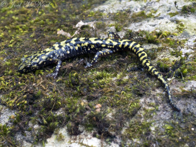 Green Salamander: Aneides aeneus