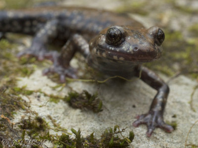 Pigeon Mountain Salamander: Plethodon petraeus